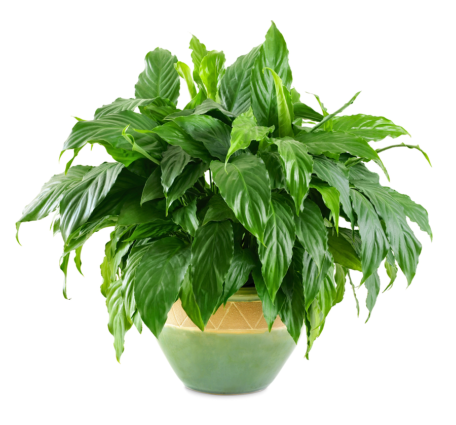 http://longfellowsgreenhouses.com/wp-content/uploads/2013/10/bigstock-Lush-Shiny-Indoor-Plant-44086054-2.jpg