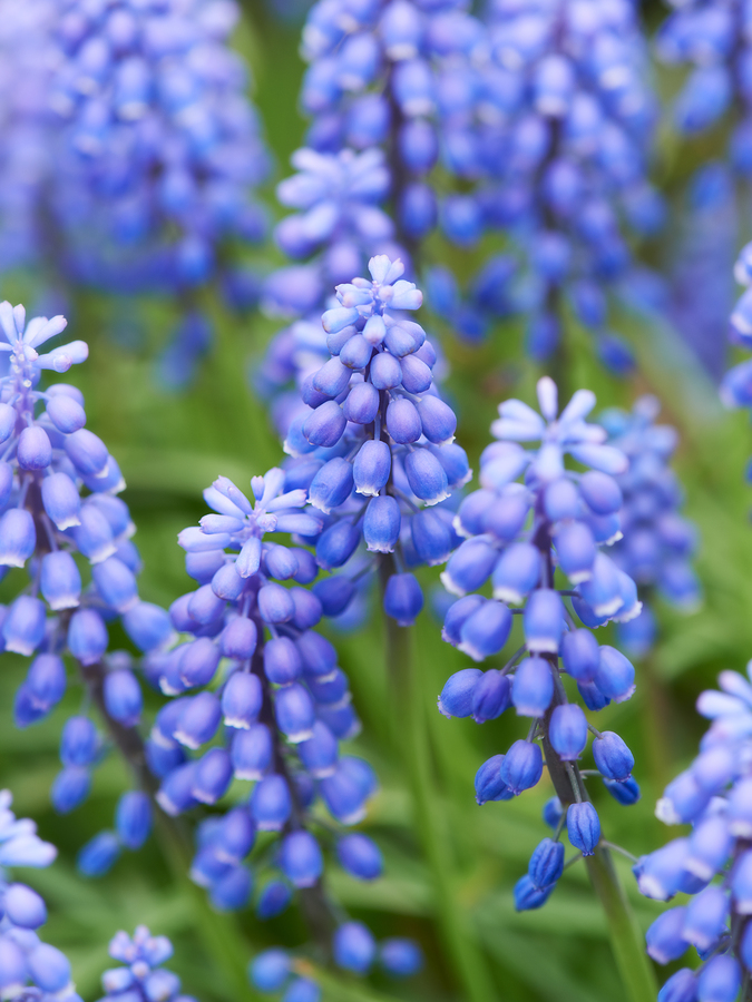 Longfellow's Greenhouses