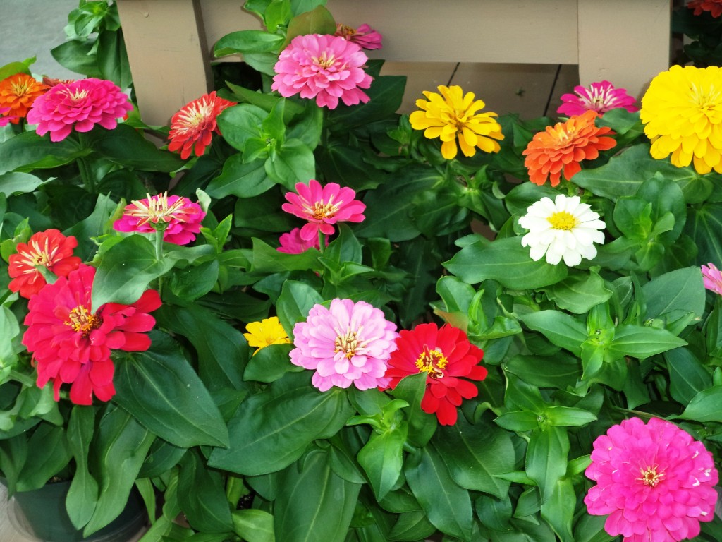 Longfellow's Greenhouses