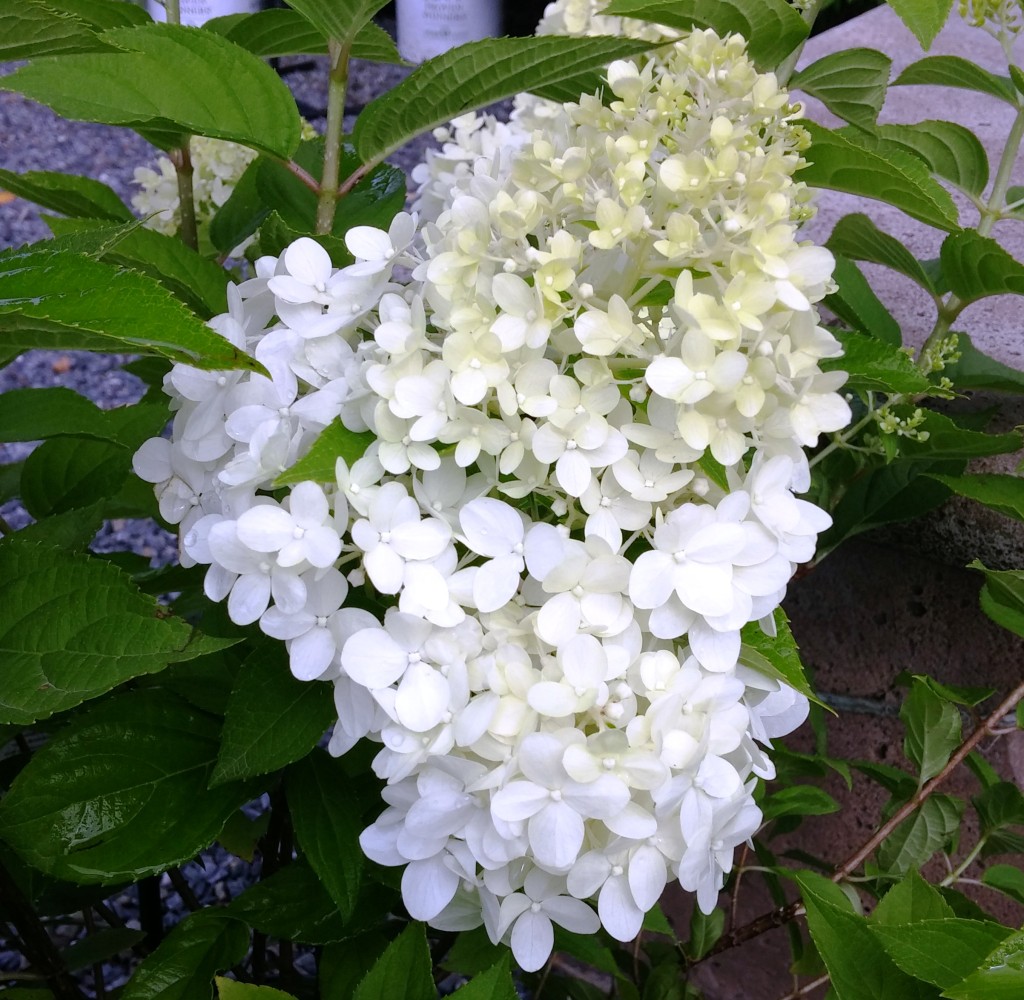 Longfellow's Greenhouses