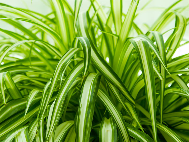 Longfellow's Greenhouses
