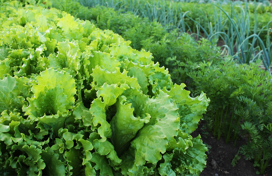 Lettuce And Other Vegetables In The Garden Longfellow's Greenhouses