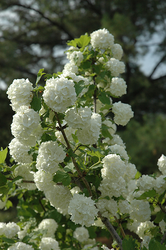 Longfellow's Greenhouses