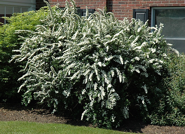 Longfellow's Greenhouses