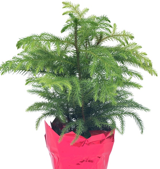 Longfellow's Greenhouses