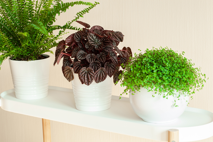 Longfellow's Greenhouses