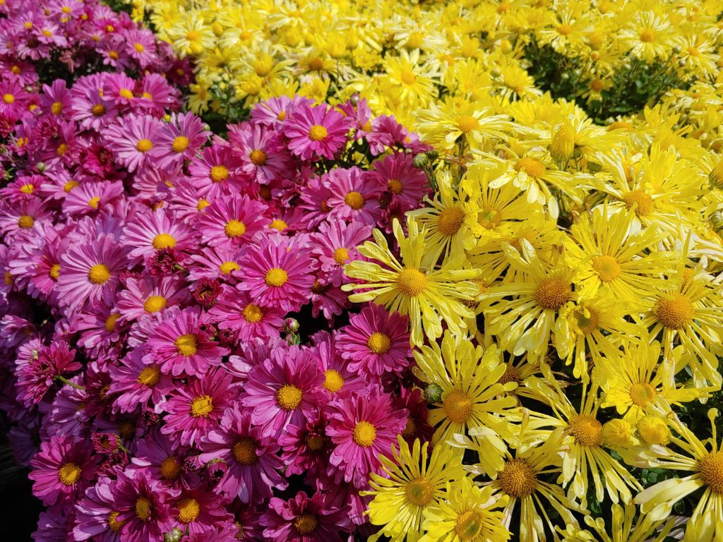 Longfellow's Greenhouses
