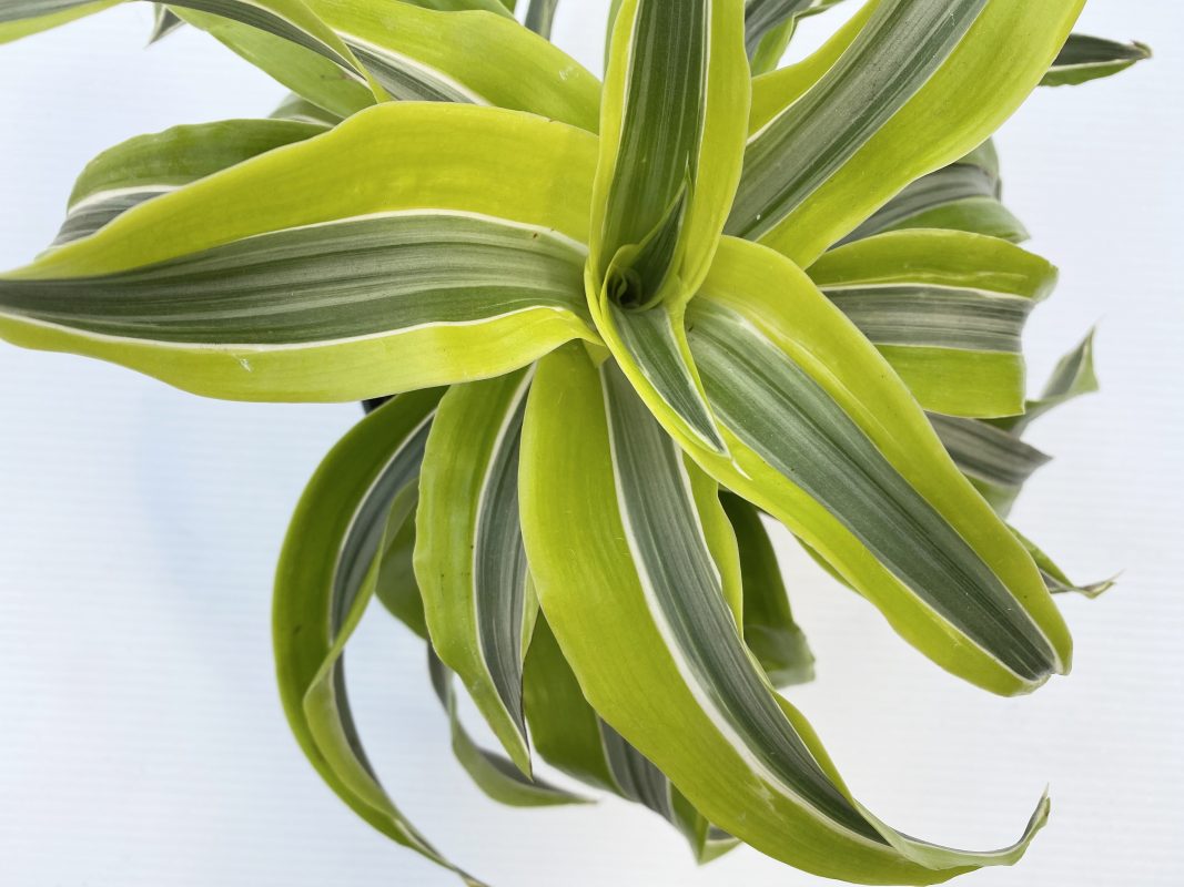 Longfellow's Greenhouses