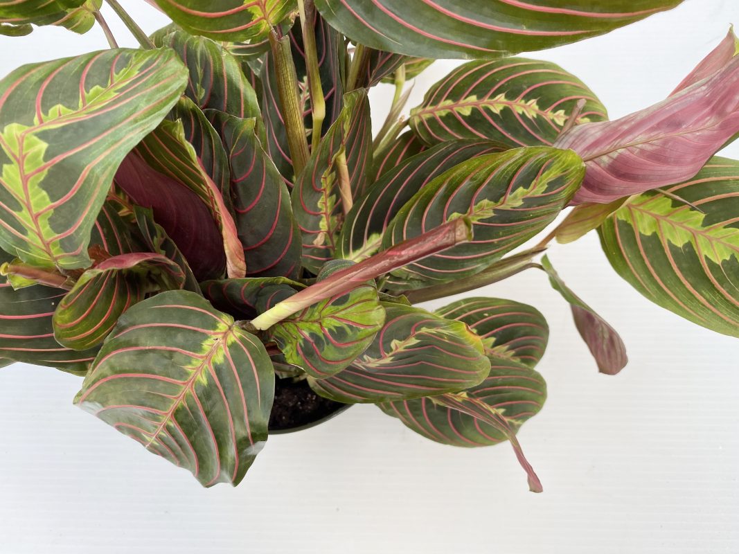 Longfellow's Greenhouses