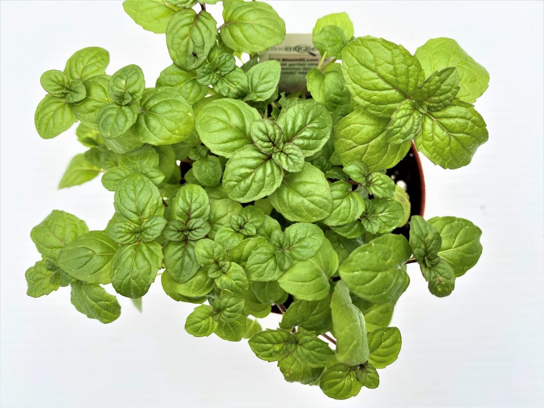 Longfellow's Greenhouses