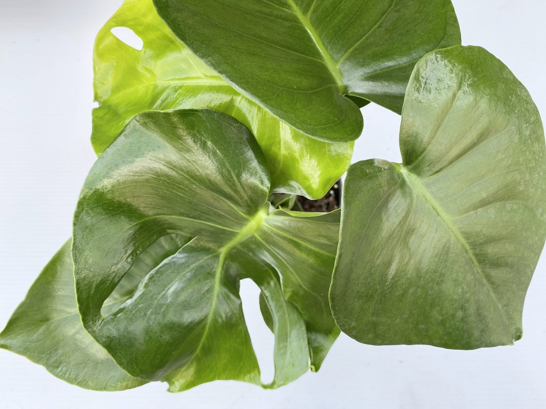 Longfellow's Greenhouses