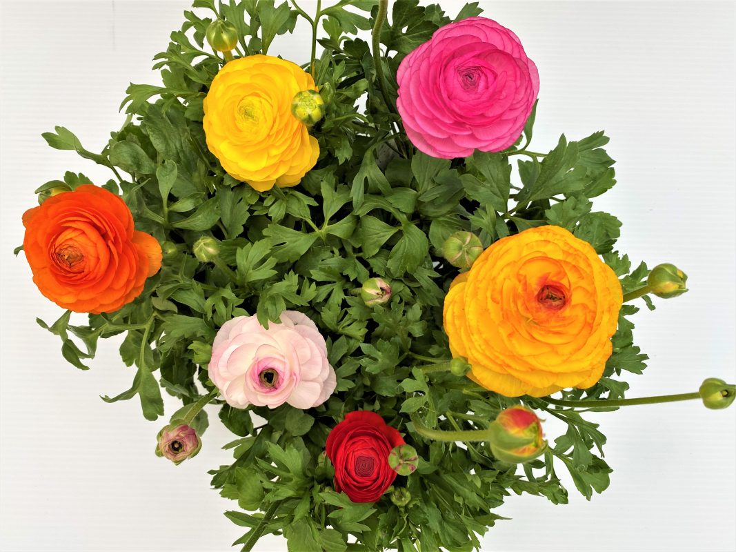 Longfellow's Greenhouses