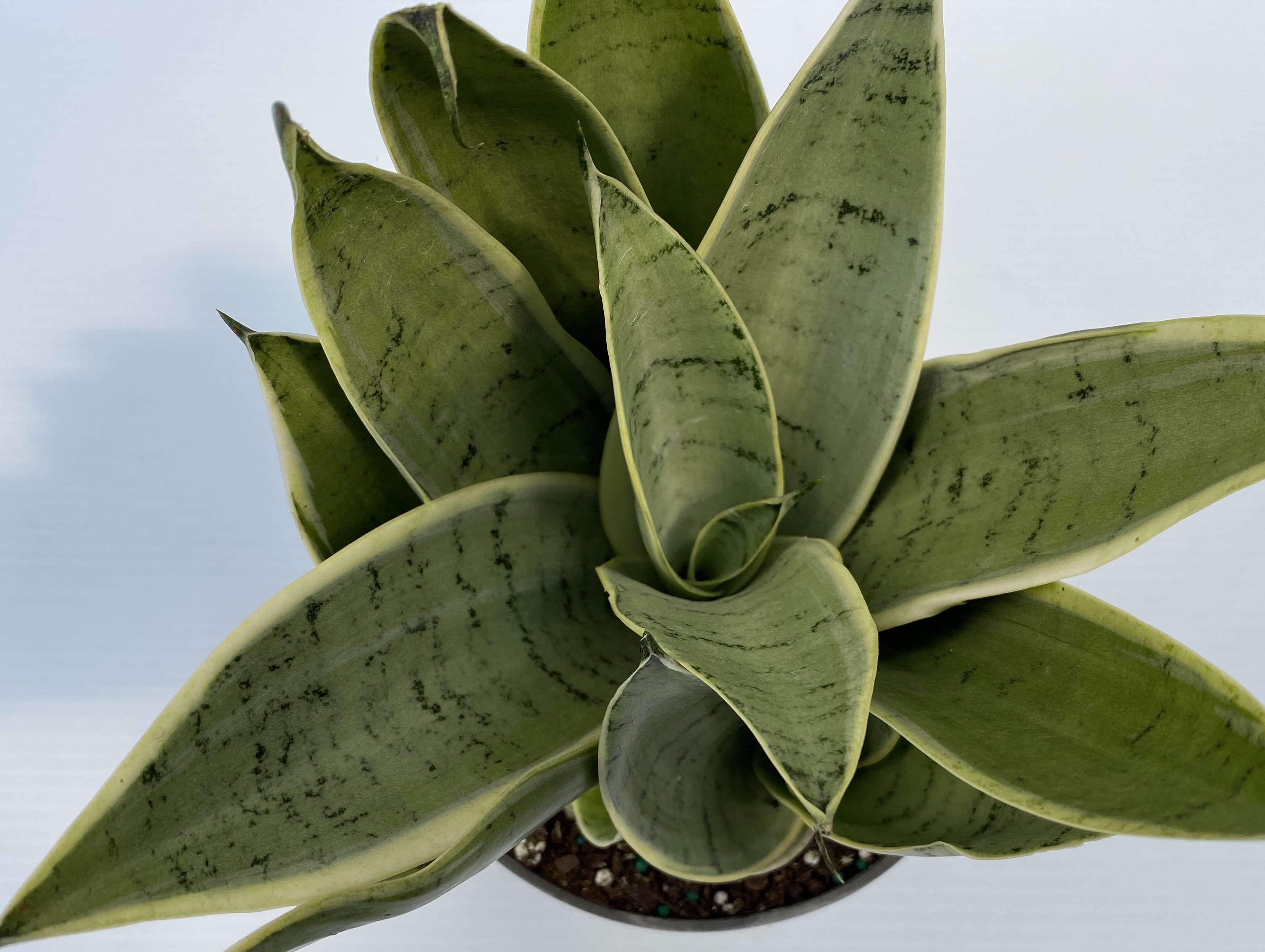 Sansevieria 'Night Owl' 6in pot $ - Longfellow's Greenhouses