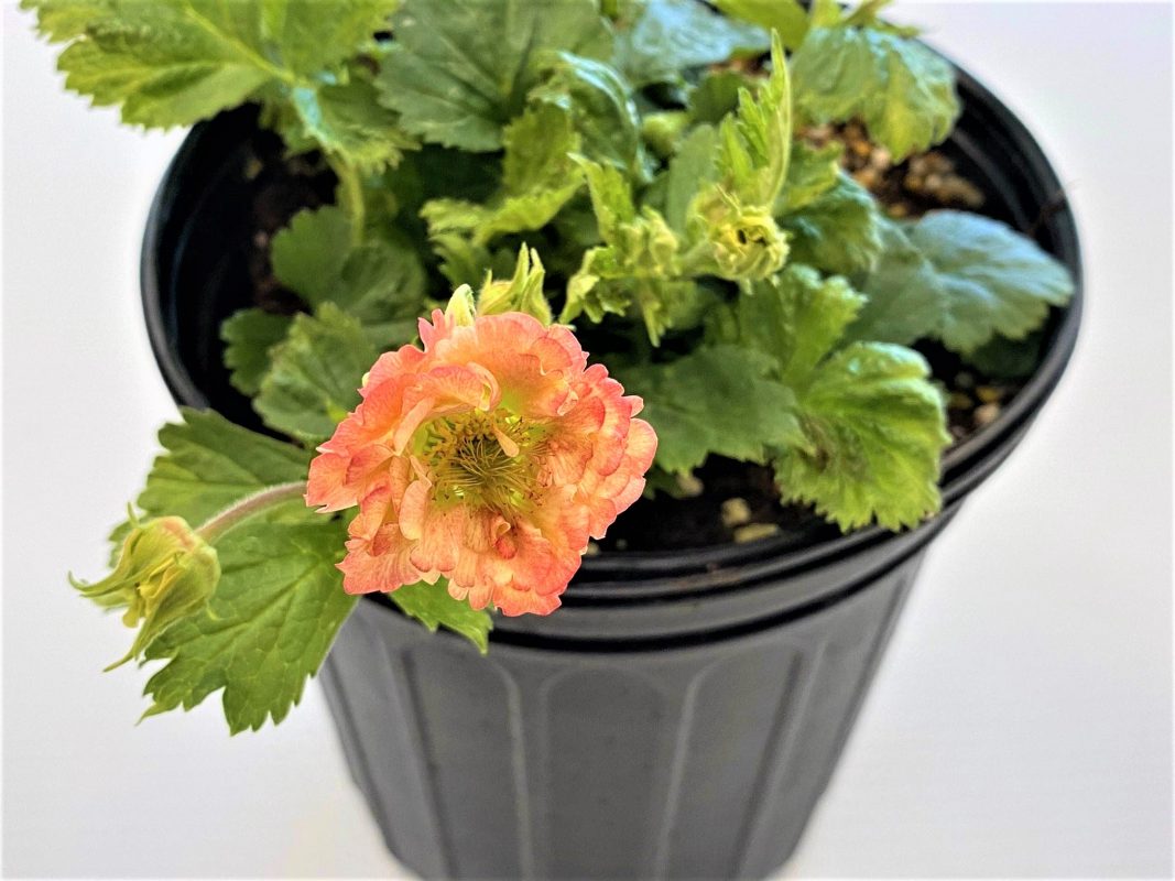 Longfellow's Greenhouses