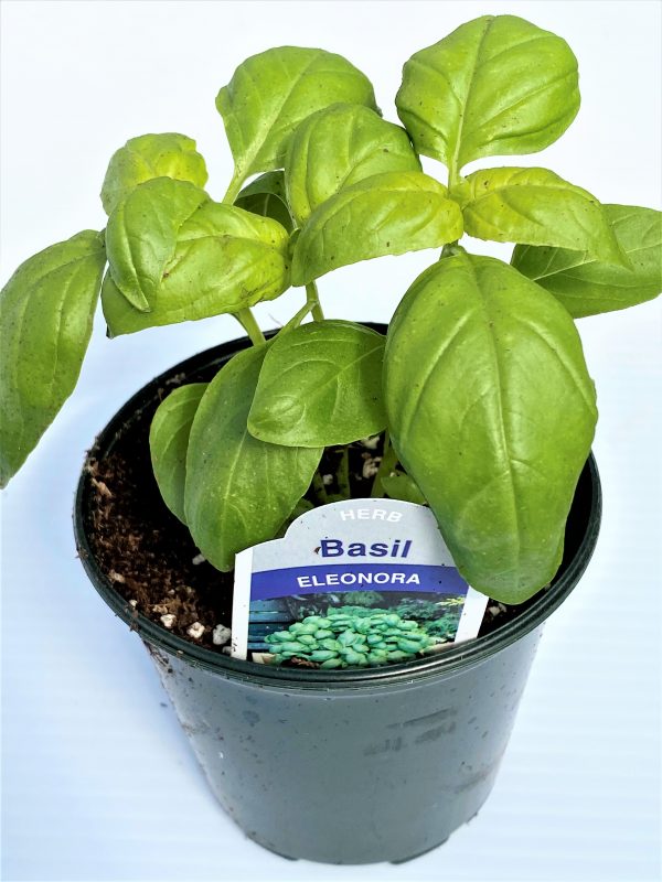 Longfellow's Greenhouses