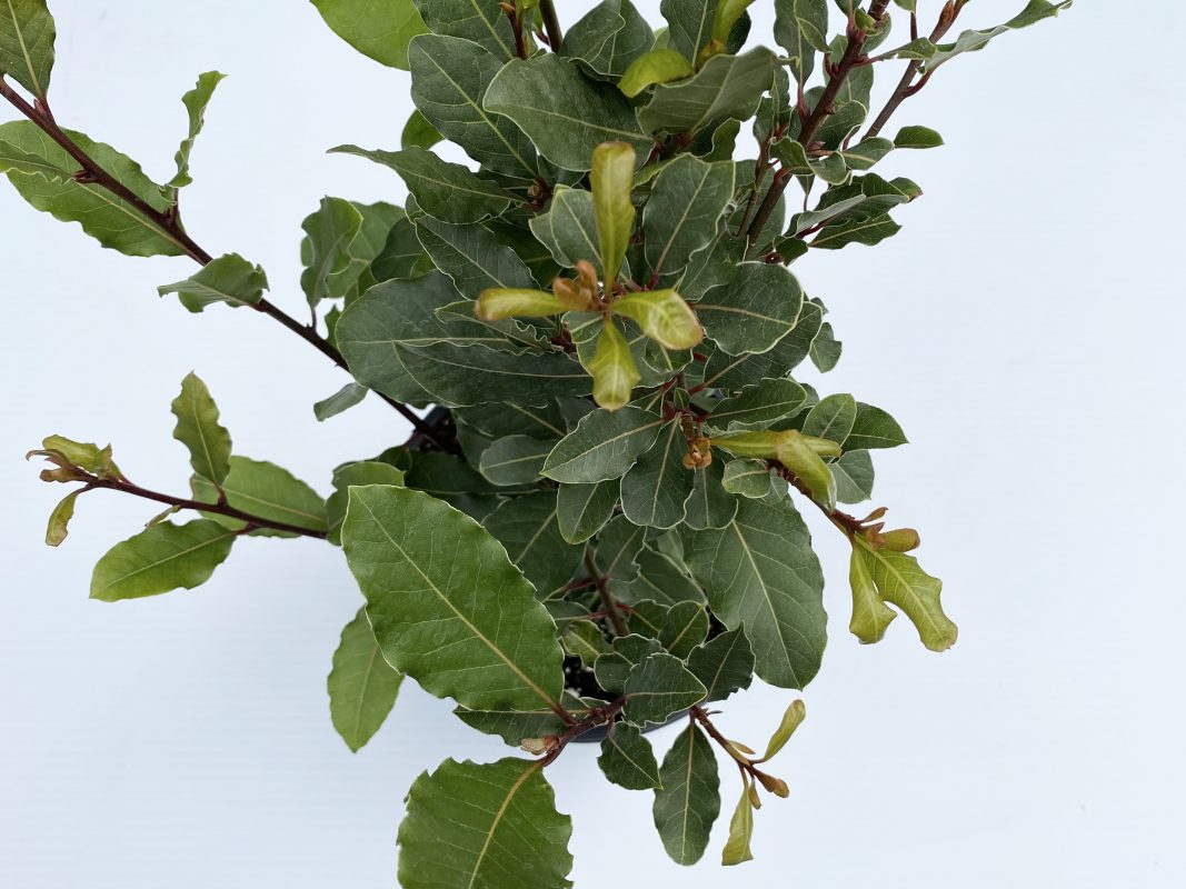 Longfellow's Greenhouses