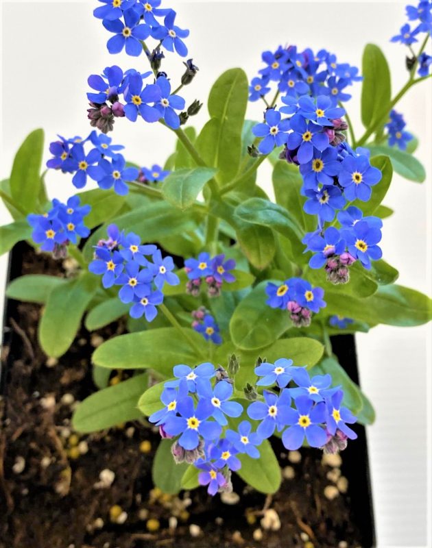 Longfellow's Greenhouses