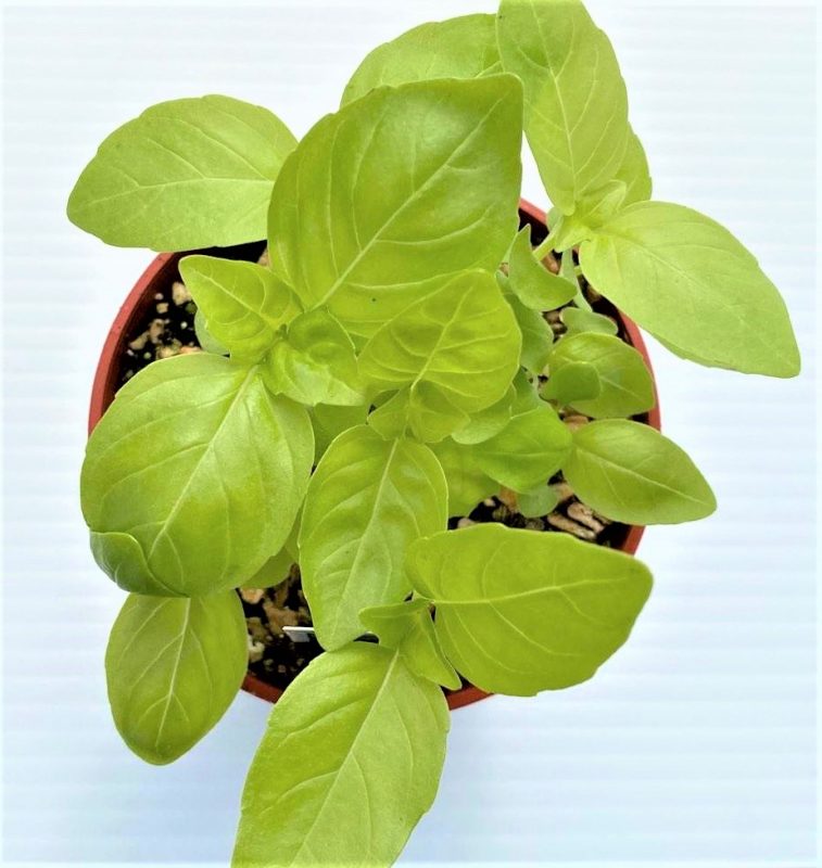 Longfellow's Greenhouses