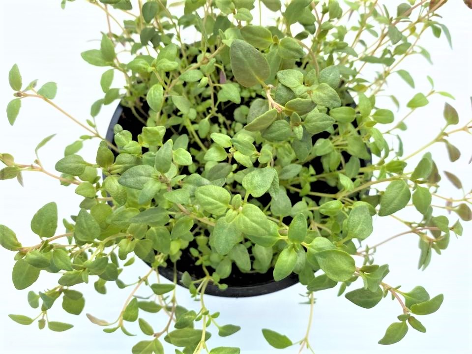 Longfellow's Greenhouses