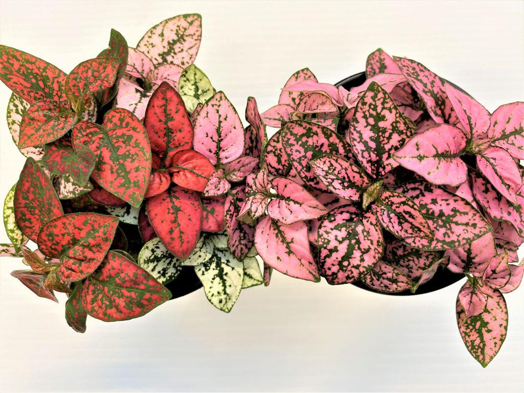 Longfellow's Greenhouses