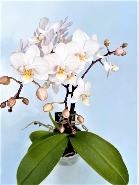 Longfellow's Greenhouses