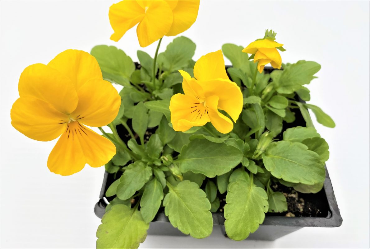 Longfellow's Greenhouses