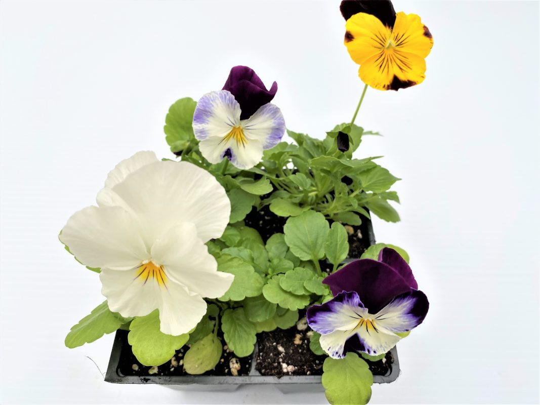 Longfellow's Greenhouses