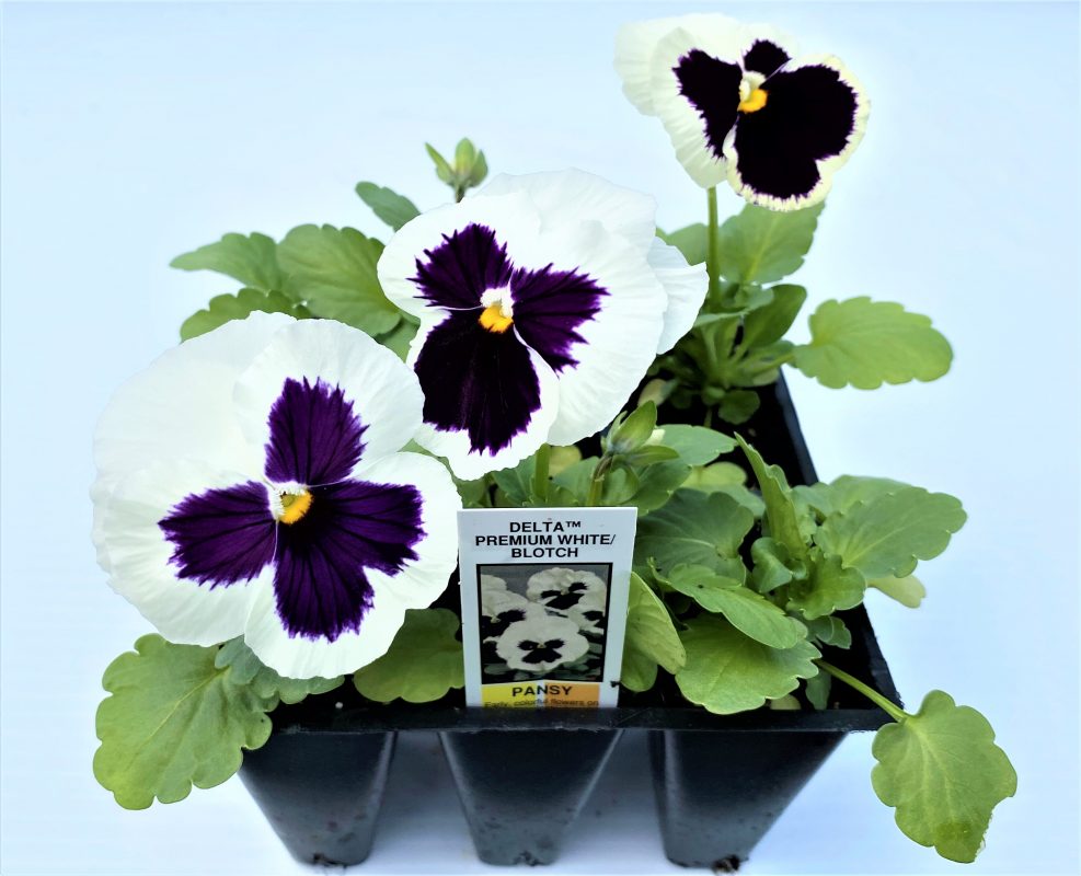 Longfellow's Greenhouses