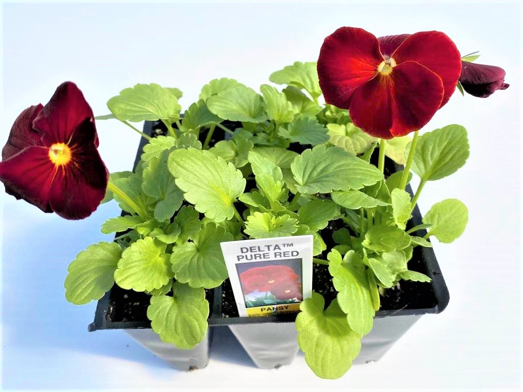 Longfellow's Greenhouses