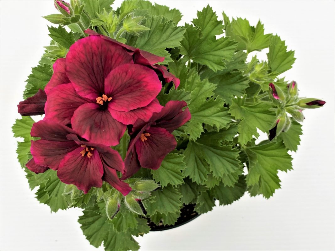 Longfellow's Greenhouses