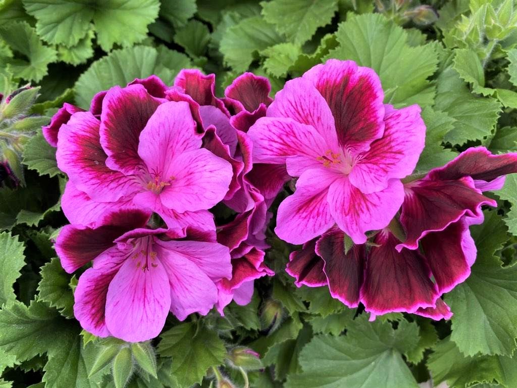 Longfellow's Greenhouses