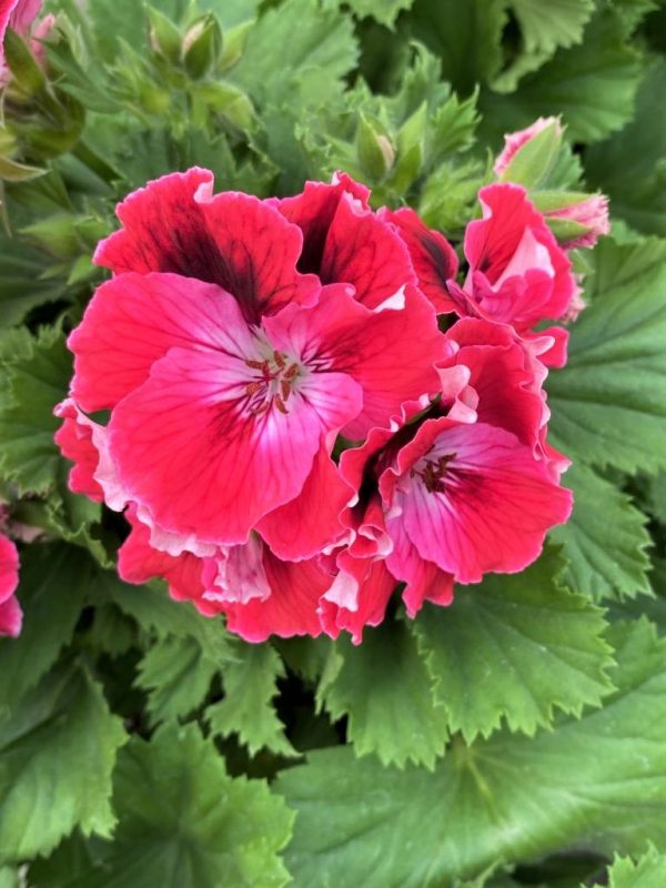 Longfellow's Greenhouses
