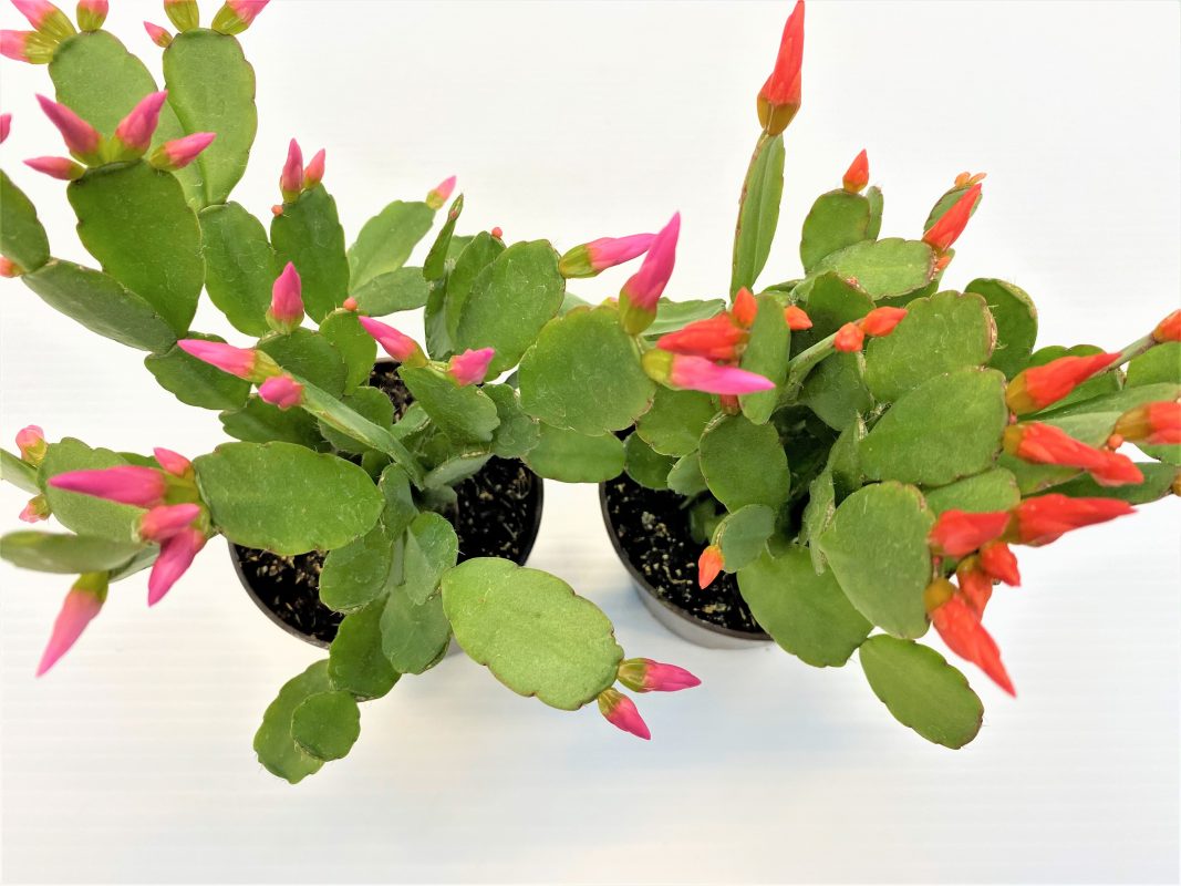 Longfellow's Greenhouses