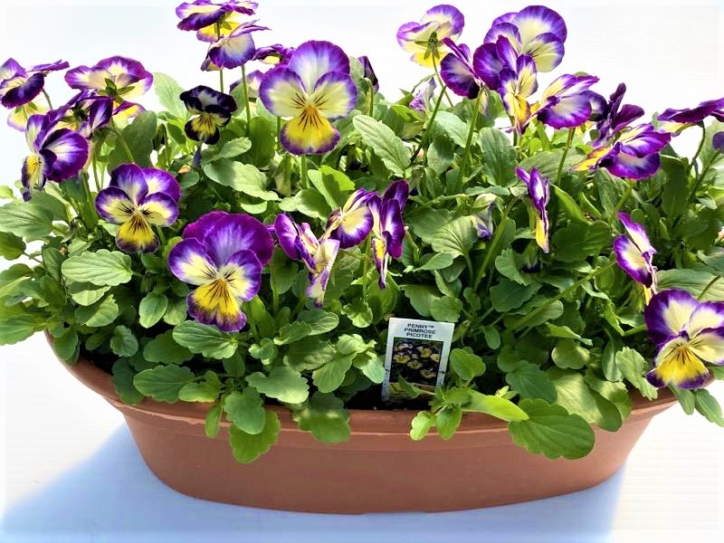 Longfellow's Greenhouses