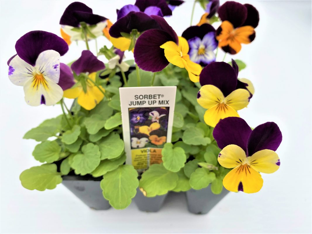 Longfellow's Greenhouses