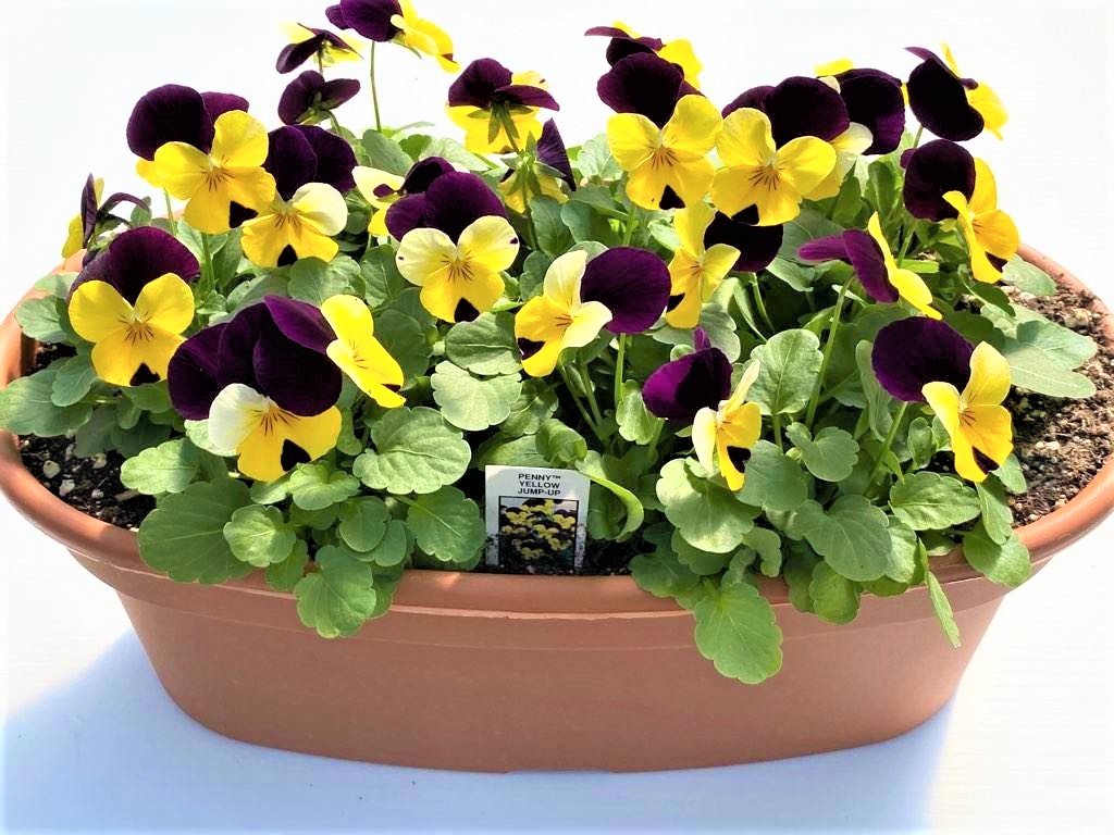 Longfellow's Greenhouses