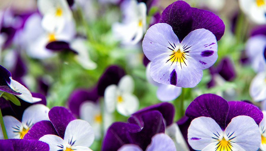 Longfellow's Greenhouses