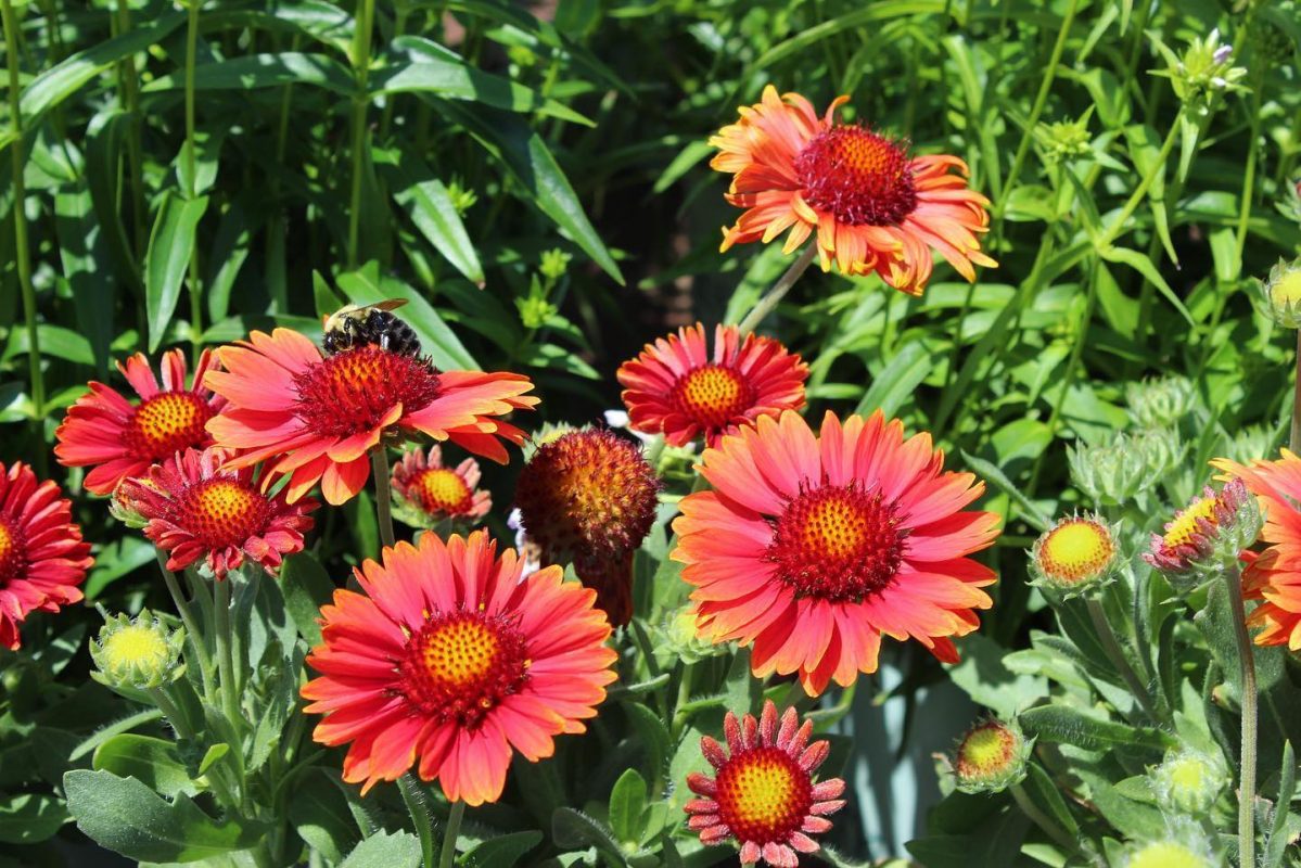 Longfellow's Greenhouses