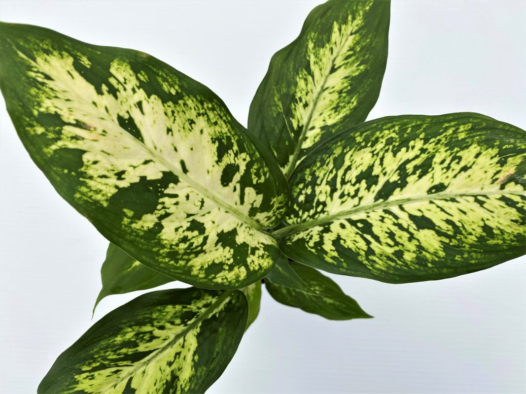 Longfellow's Greenhouses