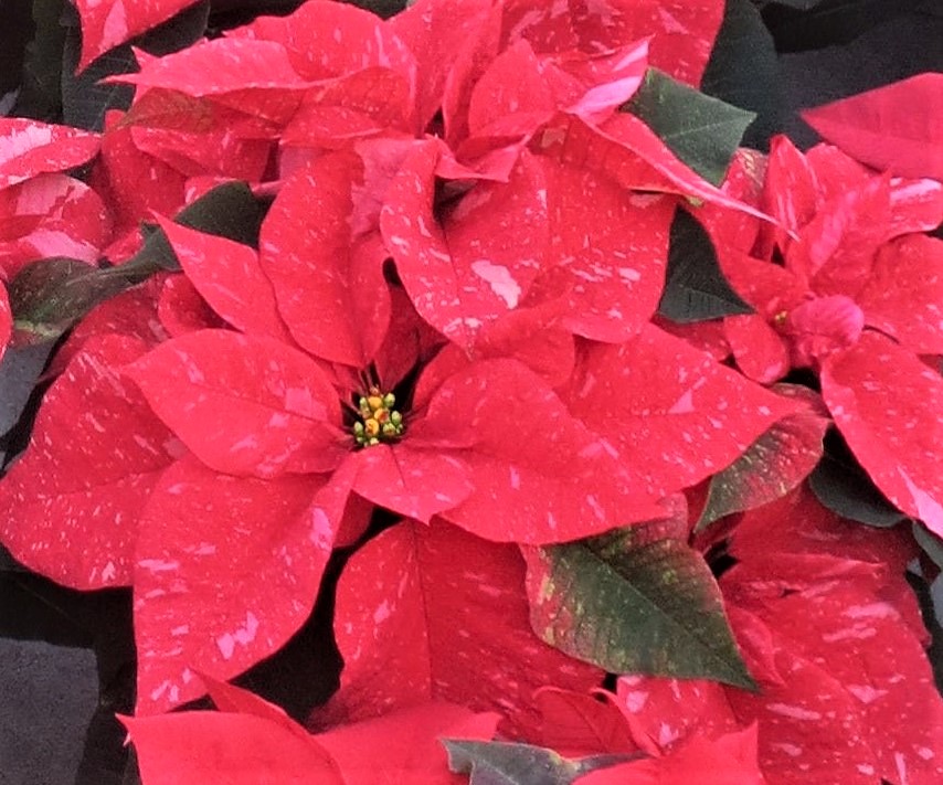 Jubilee Jingle Bells Longfellow S Greenhouses
