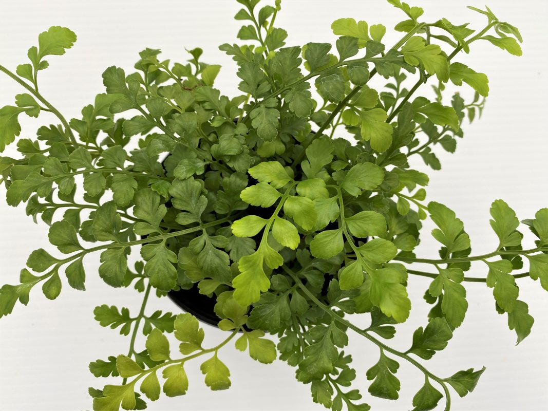 Longfellow's Greenhouses