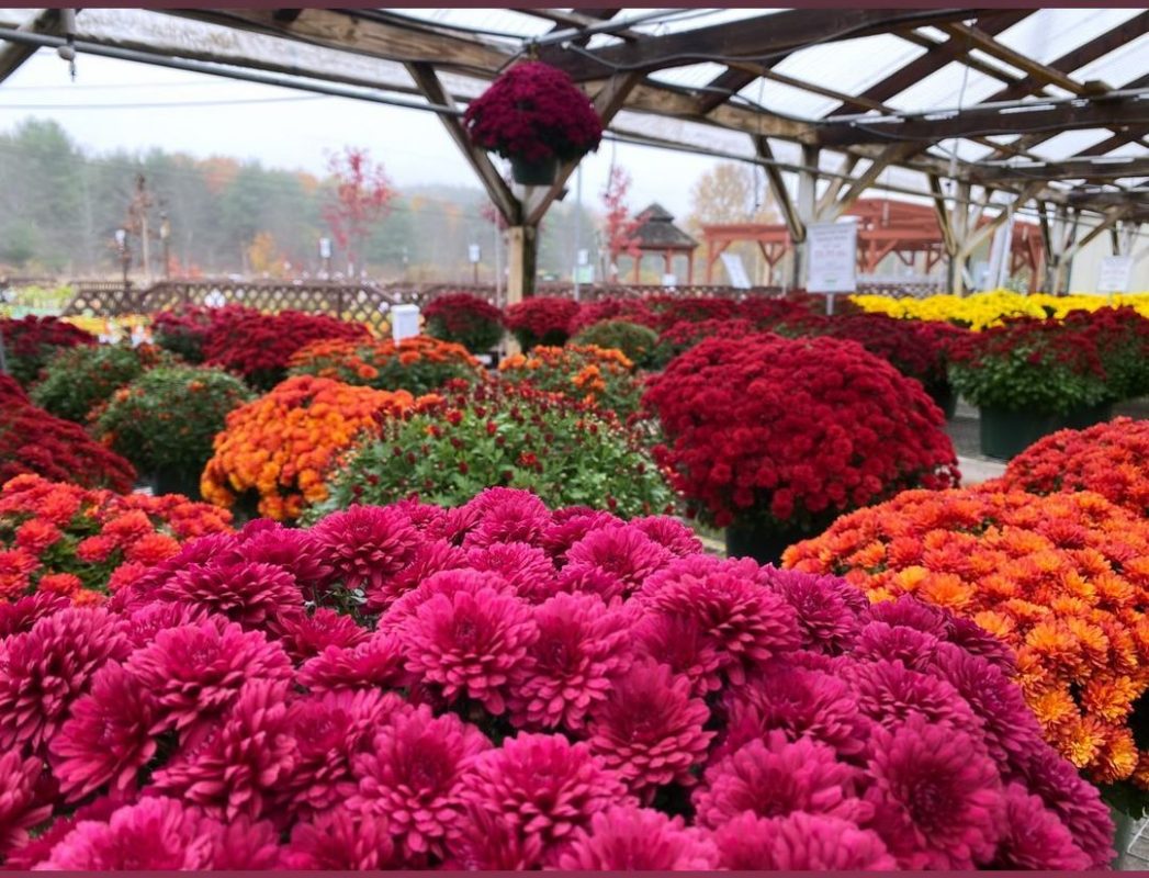 Longfellow's Greenhouses