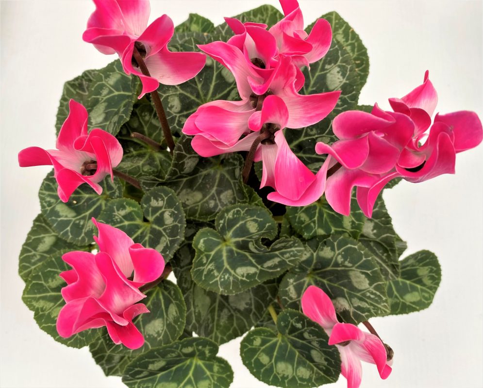 Longfellow's Greenhouses