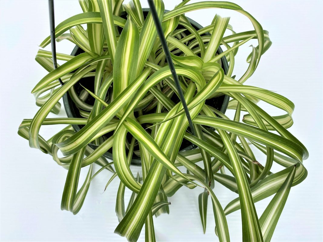 Longfellow's Greenhouses