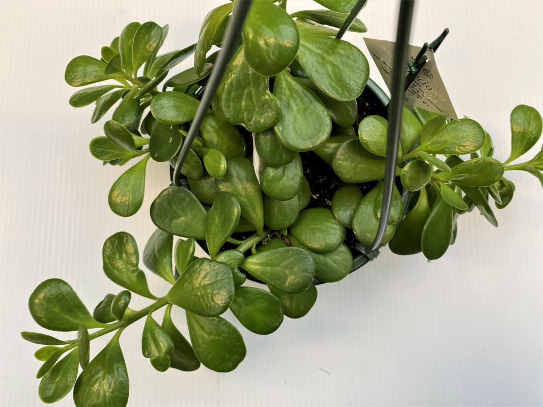 Longfellow's Greenhouses