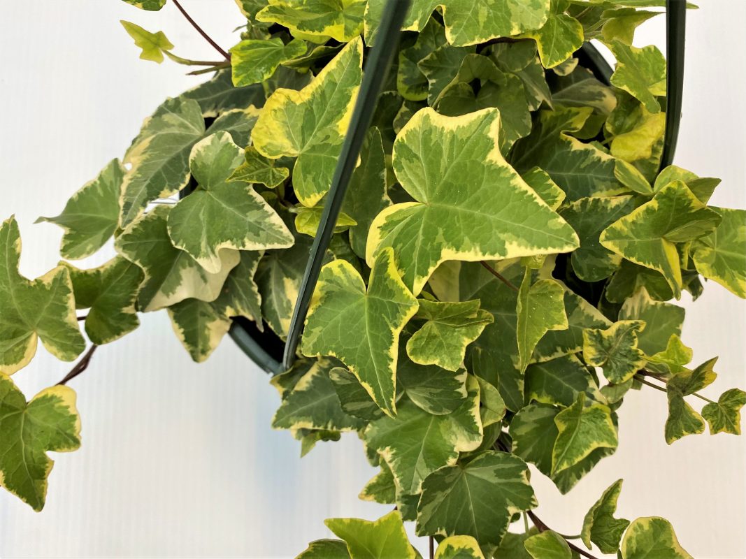 Longfellow's Greenhouses