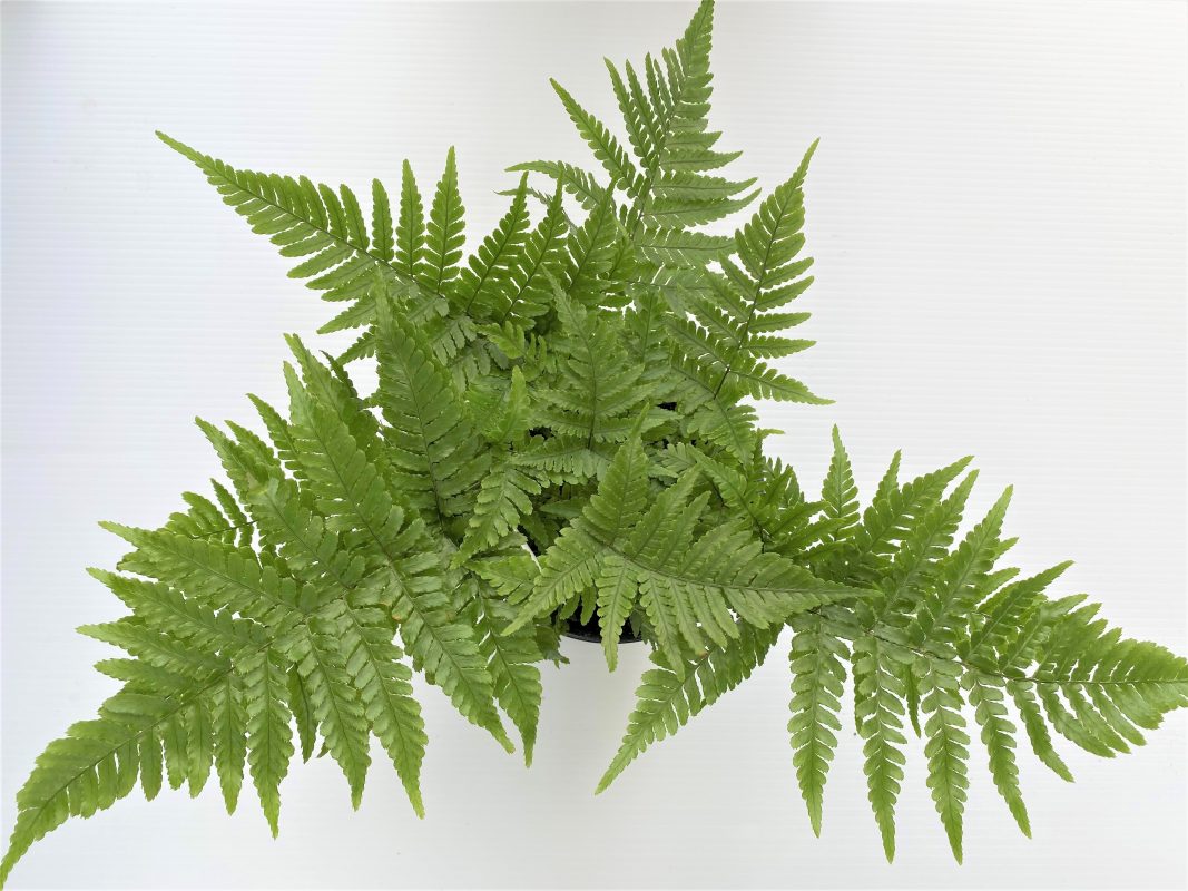 Longfellow's Greenhouses