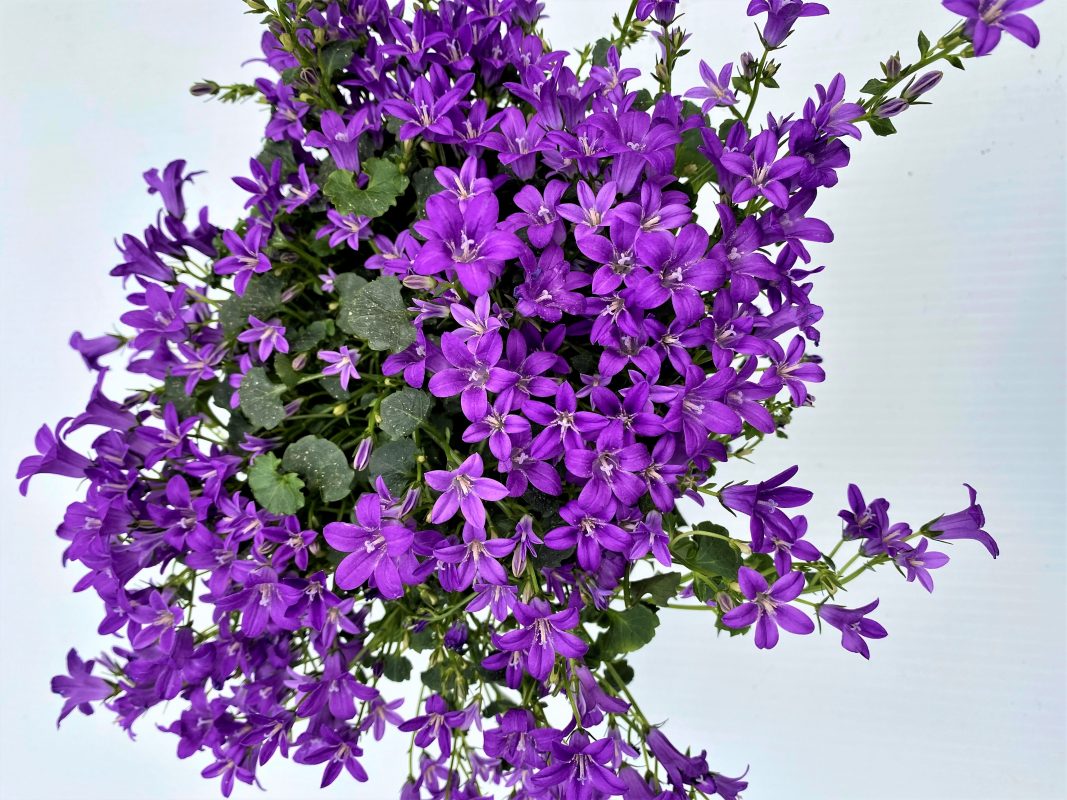 Longfellow's Greenhouses