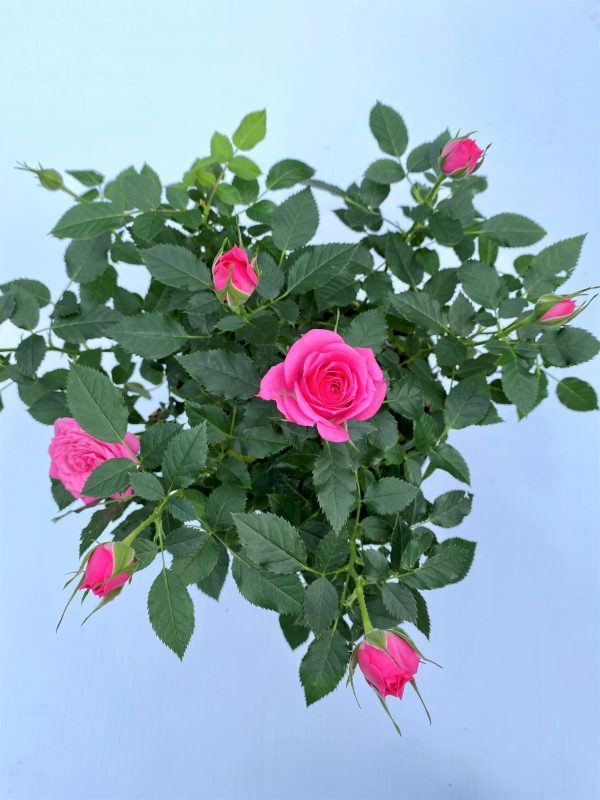 Longfellow's Greenhouses