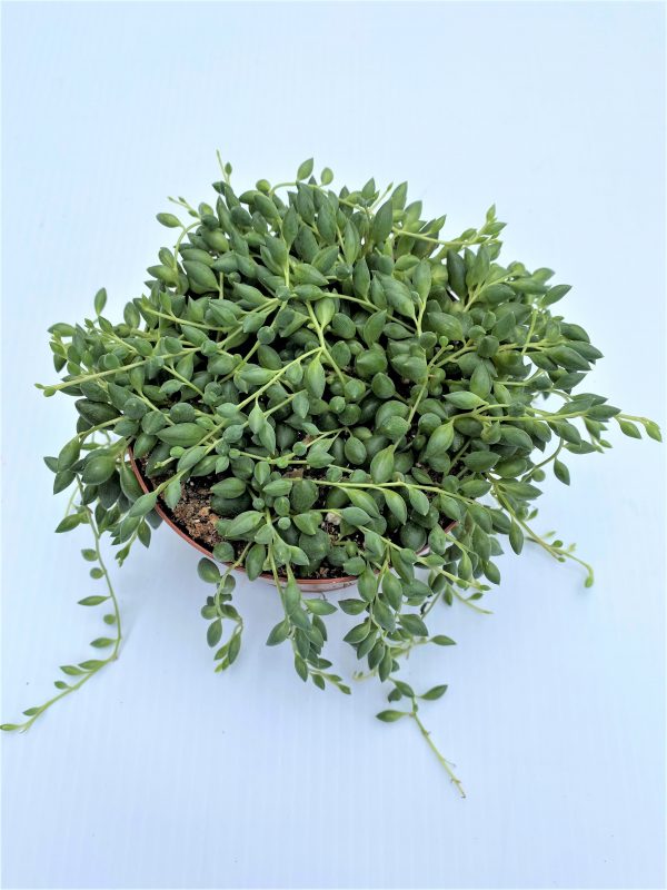 Longfellow's Greenhouses